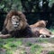 Escaped zoo lion injures farmer in Turkey
