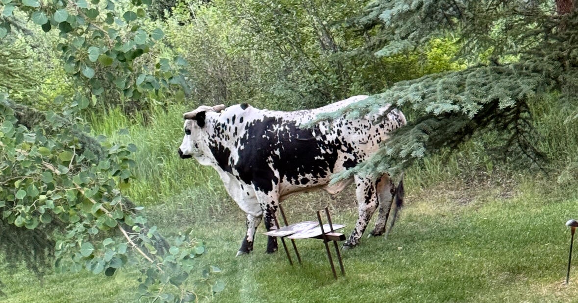 Rodeo bull "Sauce Boss" recaptured after five-day search in Western Colorado 