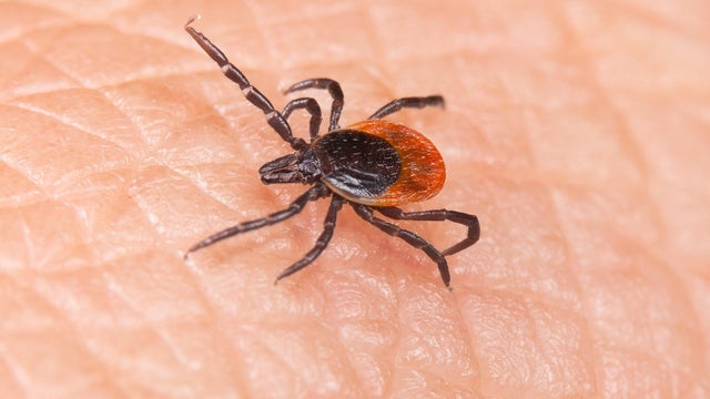 Deer tick 