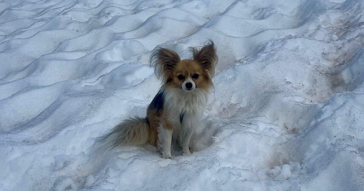 Hiker saved thanks to pet Chihuahua after plunging into Swiss glacier 
