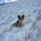 Hiker saved thanks to pet Chihuahua after plunging into Swiss glacier