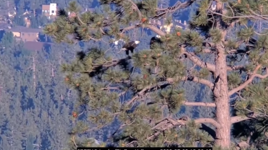 bgi-bear-eagles.png 