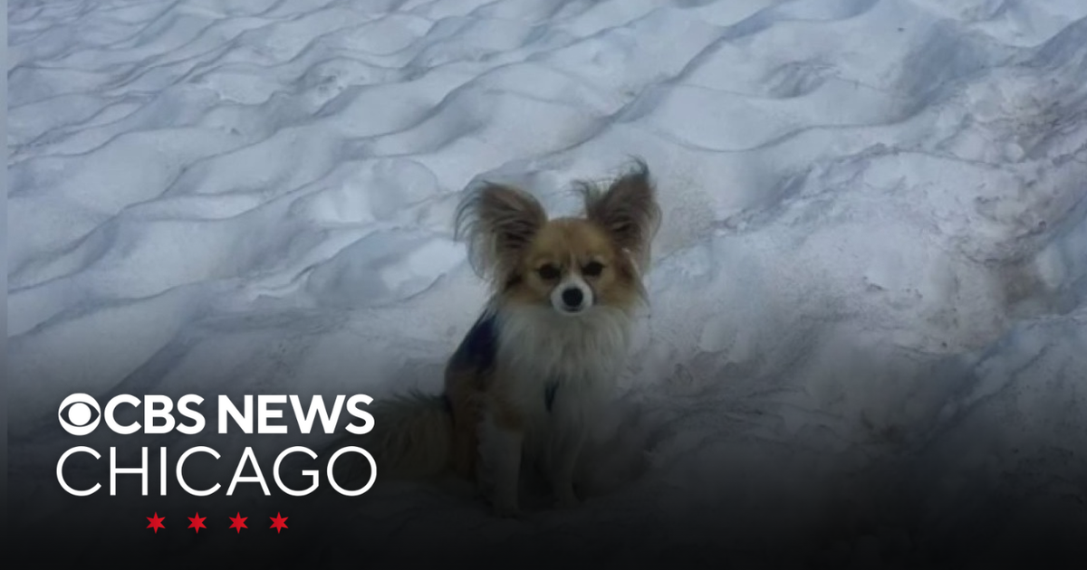 Chihuahua credited for saving owner who fell while hiking in Switzerland