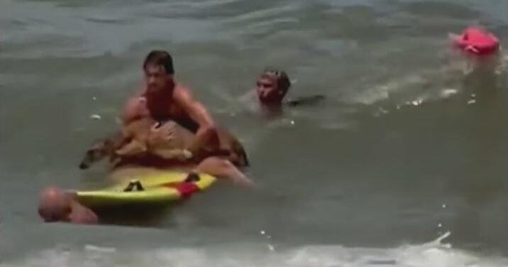 Lifeguards rescue deer from ocean off Florida Beach