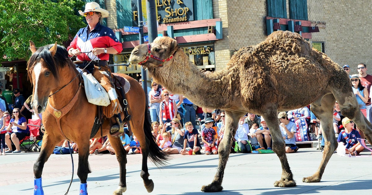 Local celebrity "Larry the Camel" struck by lightning on Fourth of July 