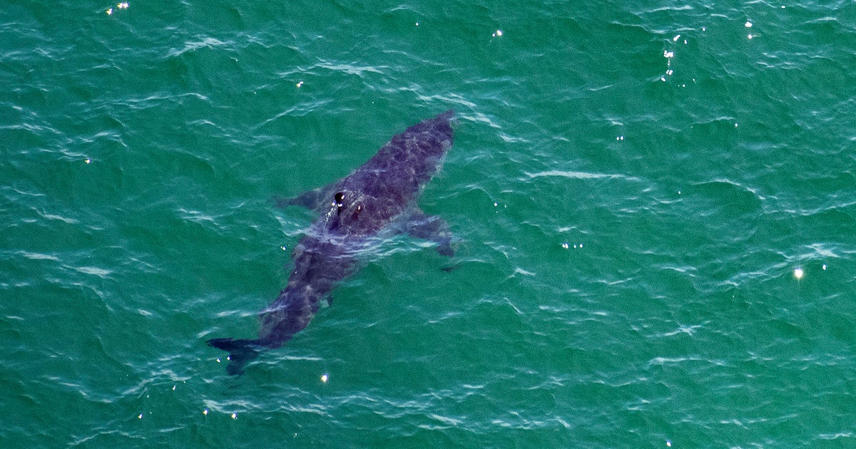 Popular beach announces new shark safety measures 