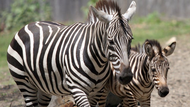 BABY ZEBRA 