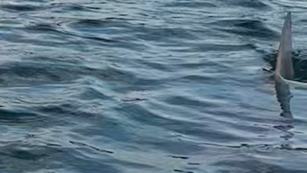 shark.png 