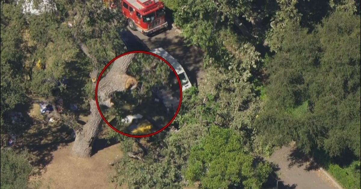 Several people injured after large tree branch falls in Malibu 