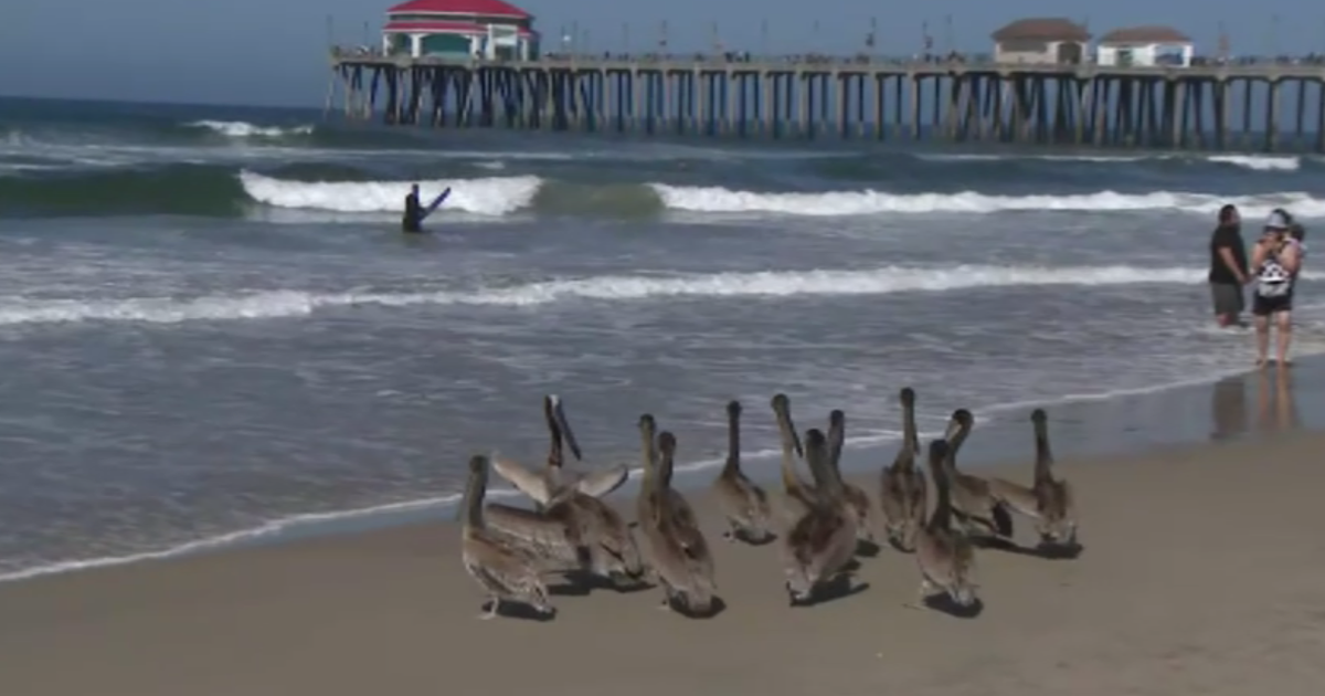 Brown pelicans recovered from domoic acid poisoning are released in Huntington Beach 