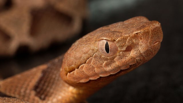 Head Of Southern Copperhead 