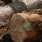 Debate over Trump plan to increase logging on federal lands