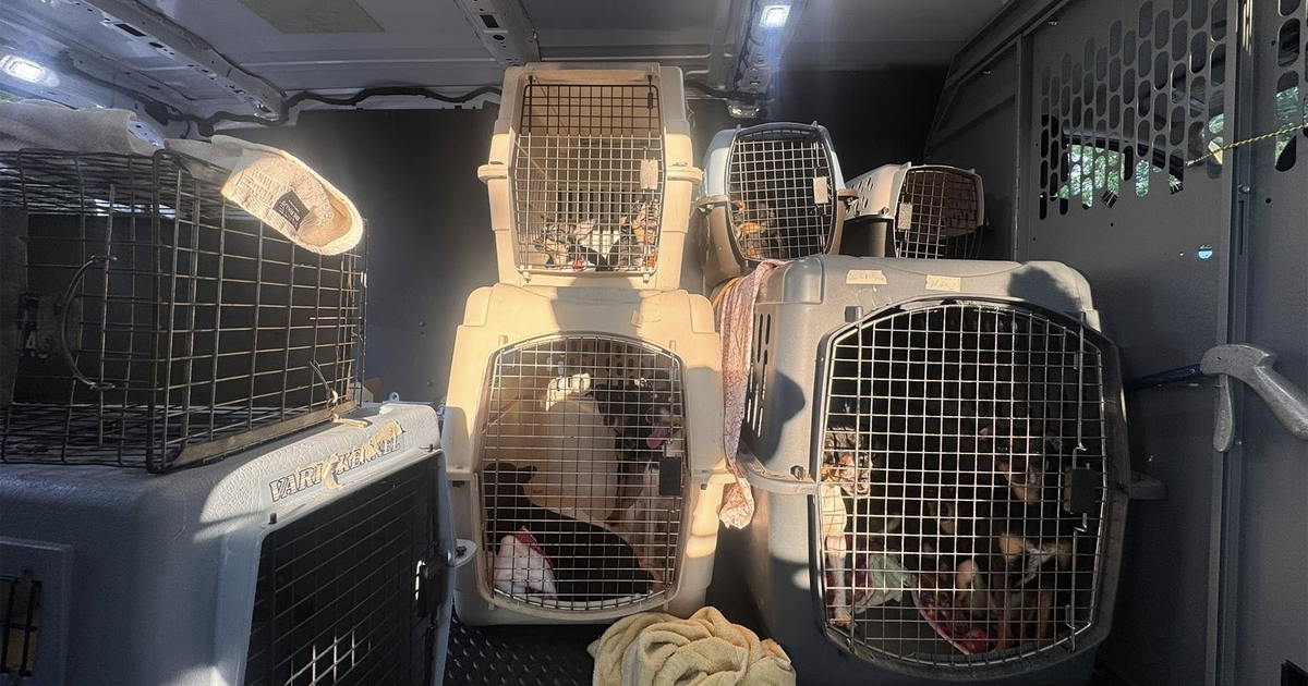 Over 50 dogs taken from house after woman charged with animal cruelty 
