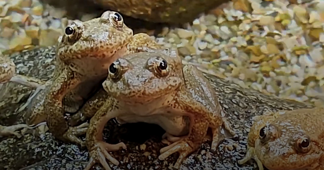 Los Angeles Zoo releases nearly 700 endangered frogs and tadpoles in San Gabriel Mountains 