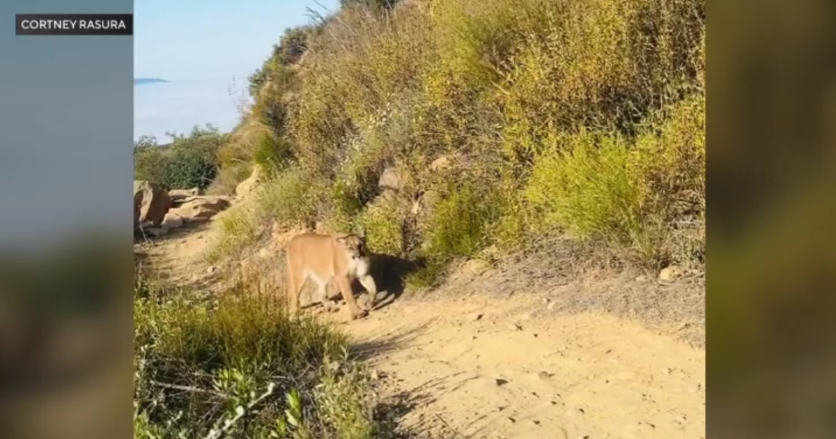 Hiker comes face-to-face with mountain lion in Ojai 