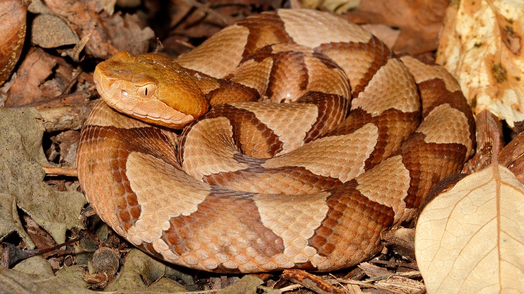 Massachusetts city warns about venomous snake after dogs attacked