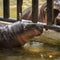 Beloved baby hippo Moo Deng celebrates first birthday at a Thailand zoo