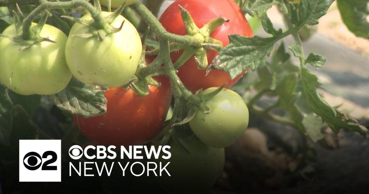 Long Island researchers using tomatoes to feed the future of science - CBS New York