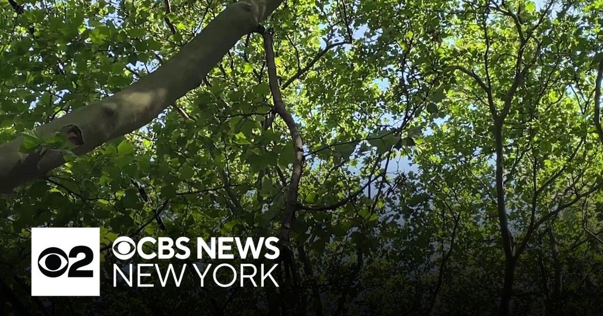 Brooklyn homeowner frustrated by lack of action as tree drops heavy branches