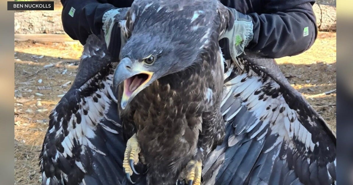 Rescue mission to save injured bald eagle in Plumas National Forest ends in heartbreak 