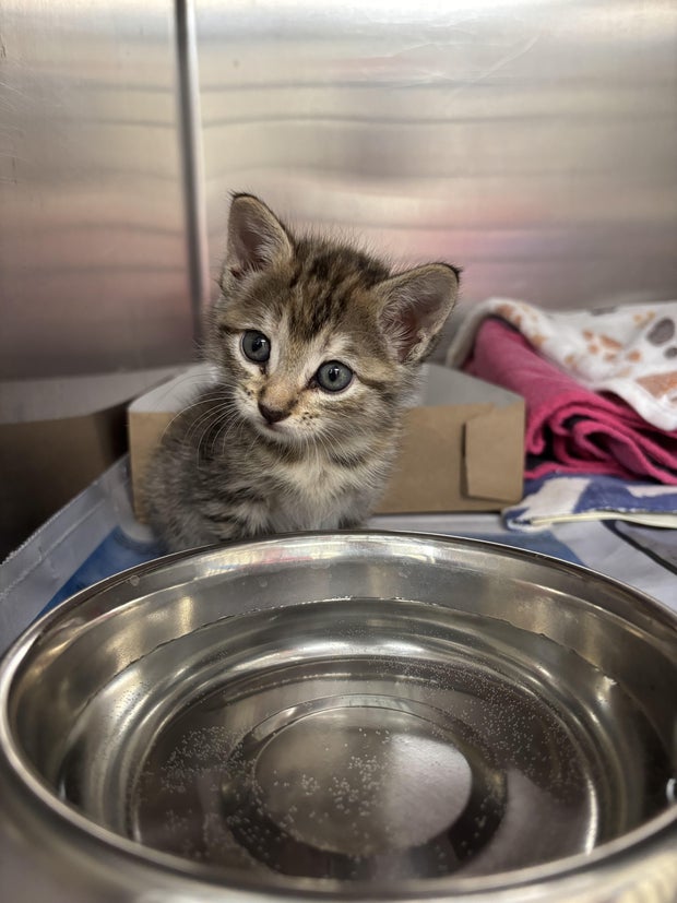 one-of-the-kittens-expected-to-come-to-massachusetts-from-texas-credit-mspca-angell.jpg 