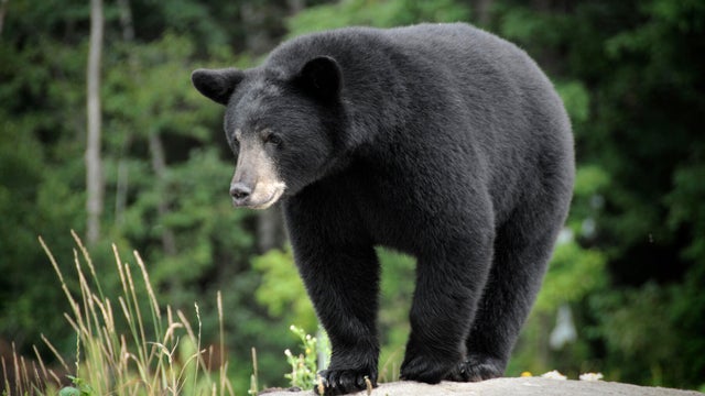 Black bear in the wilderness on a rock 