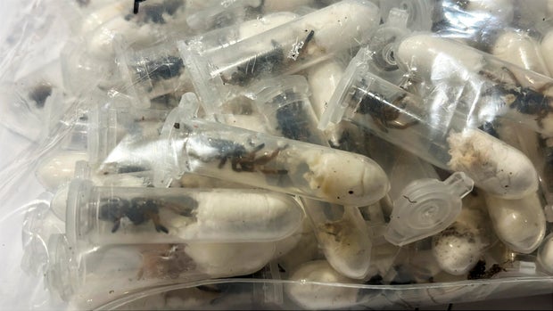 Germany Smuggled Spiders