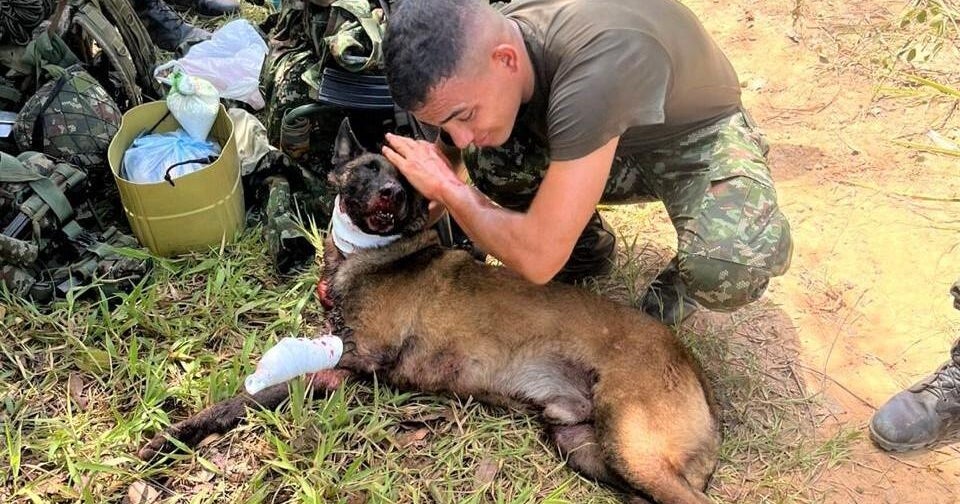 Dog loses leg in bomb explosion, credited with saving dozens of lives 