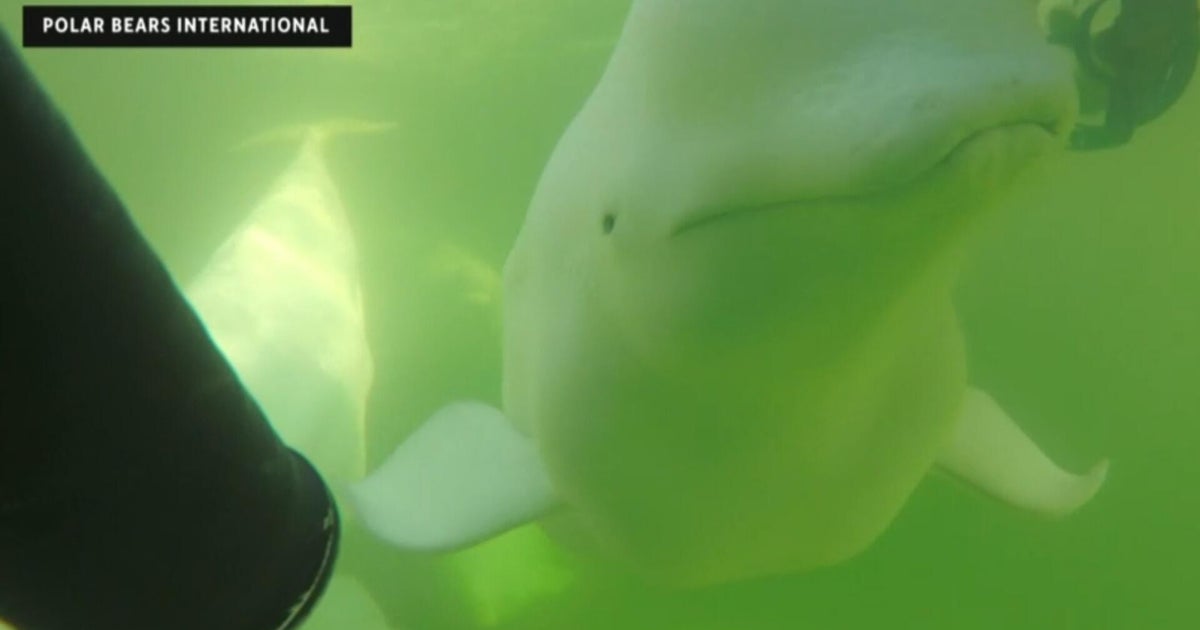 Animal populations threatened by Arctic sea ice melt
