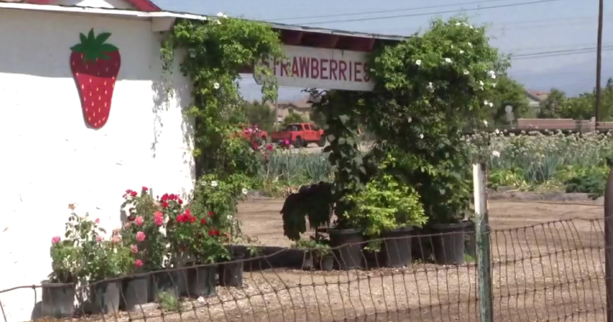 Chino neighbors oppose proposal that would turn a longtime strawberry field into a mixed-use development - CBS Los Angeles