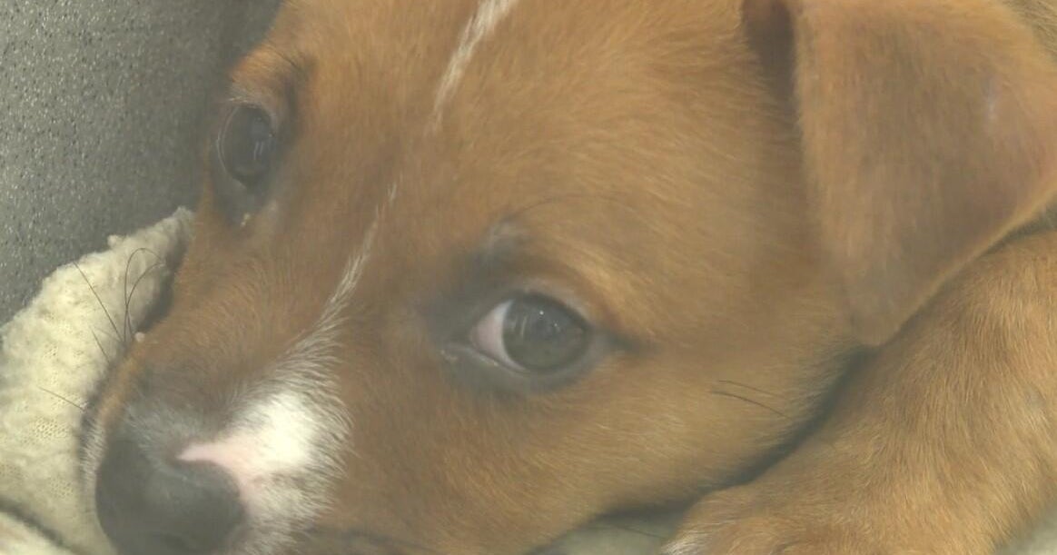 PAWS Chicago taking in dogs, cats from Texas after deadly floods 
