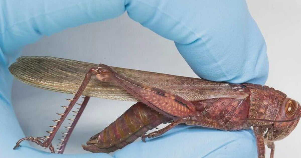 Egyptian locust discovered among luggage at Detroit Metro