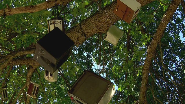 toaster-tree-finding-minnesota.jpg 