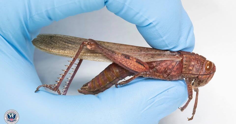 Egyptian locust discovered among luggage at Detroit Metro, CBP officials say 