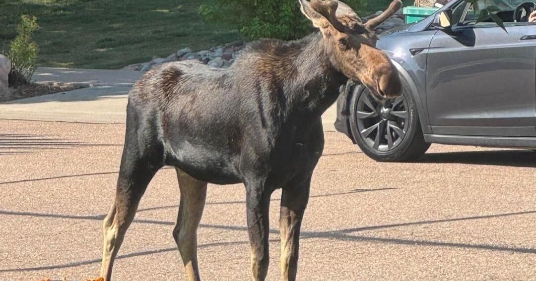 Moose evades capture by CPW in Greeley's Josephine B. Jones Park 