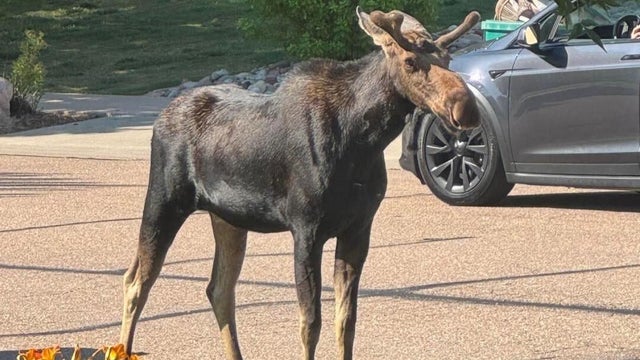greeley-young-moose-greeley-pd.jpg 