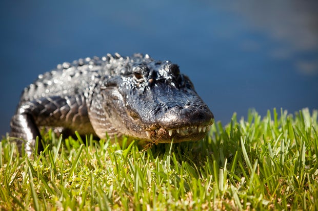 Alligator in the swamp 
