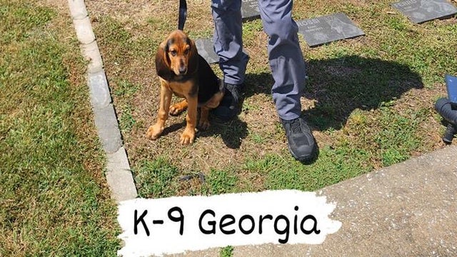 k-9-georgia.jpg