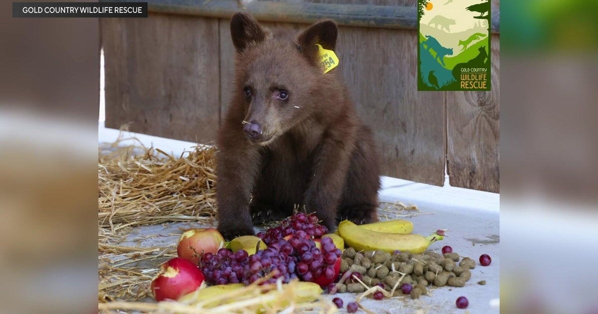 6 orphaned black bear cubs find safety at Auburn wildlife rescue 