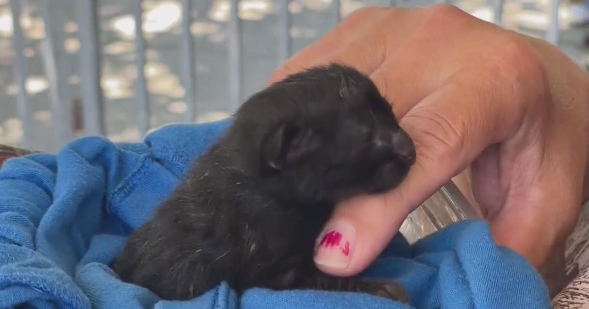 Oakland shelters no longer required to accept surrendered pets 