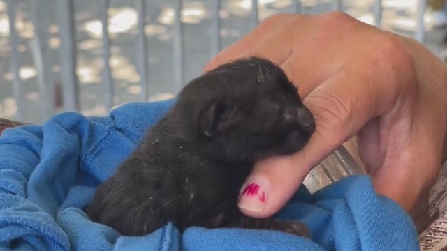 Tiny Kitten 