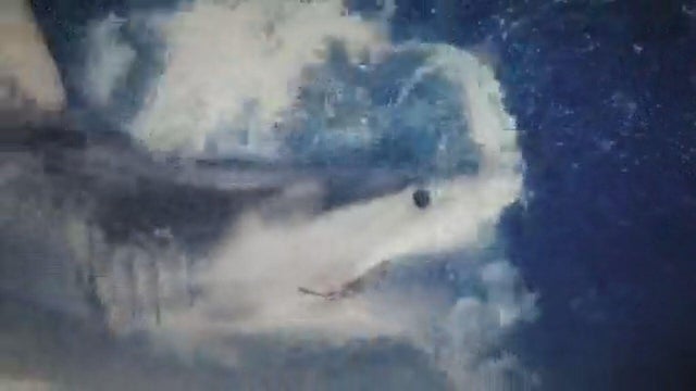 great-white-shark.jpg 