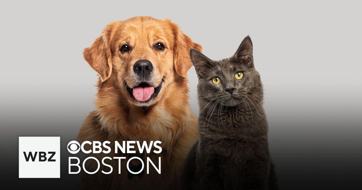 Angell Animal Hospital looking for dog and cat blood donations - CBS Boston