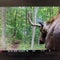New York hiking trail closed due to moose with "unusual behaviors"