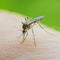 West Nile virus warning: What to know as cases grow in 15 states