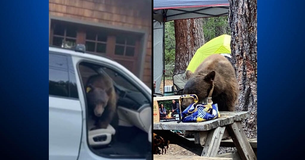 California wildlife officials euthanize Lake Tahoe bear blamed for break-ins, threats to campers