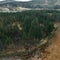 How forests are being restored after wildfires