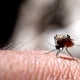 Delco identifies first human case of West Nile virus for 2025 
