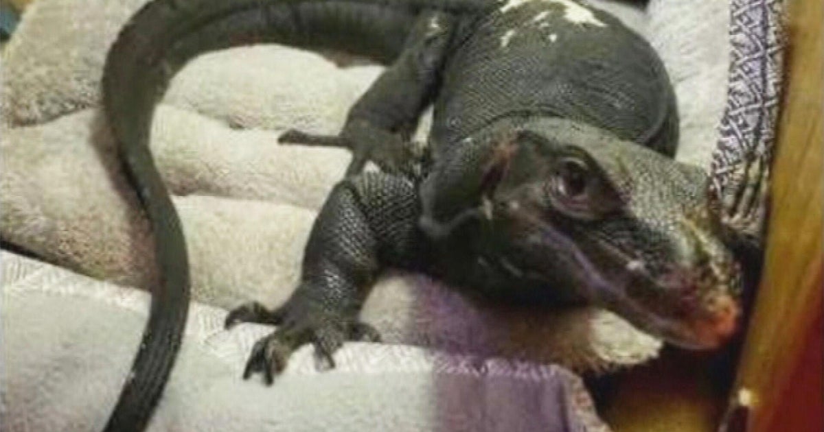 Neighbors on alert after 5-foot-long lizard escapes in Webster