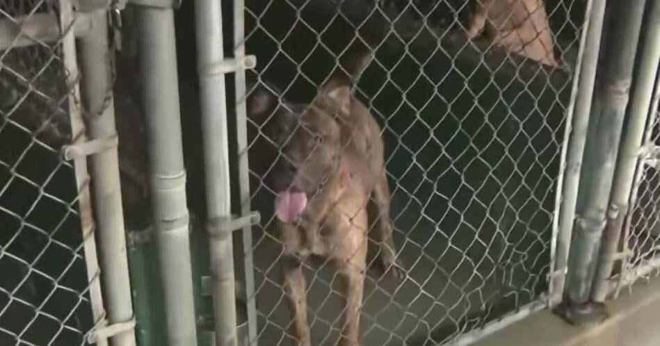 Dog euthanized at Miami-Dade animal shelter days after illness outbreak